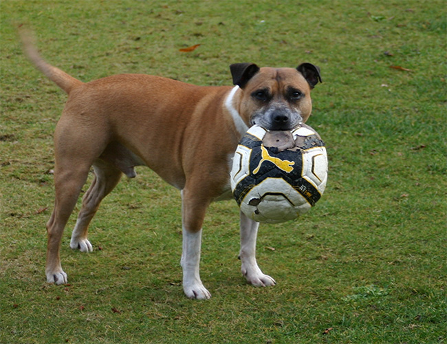 The dog with a football