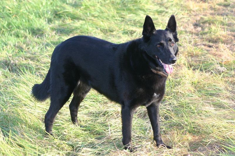 Suki the Belgian Shepherd