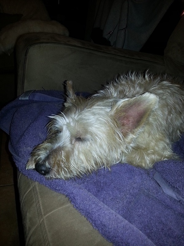 Westie on a towel