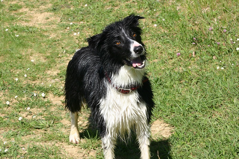 Wet Border Collie
