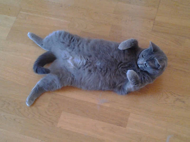 Grey cat on its back