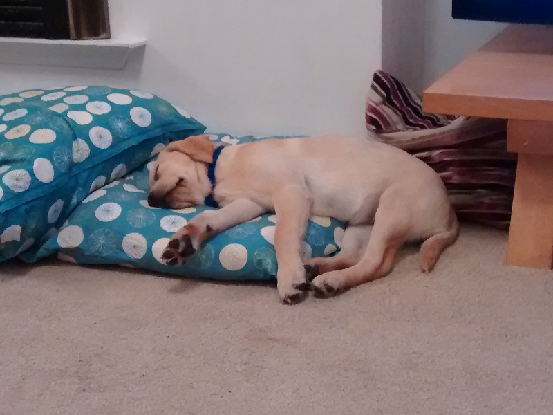 Golden labrador puppy