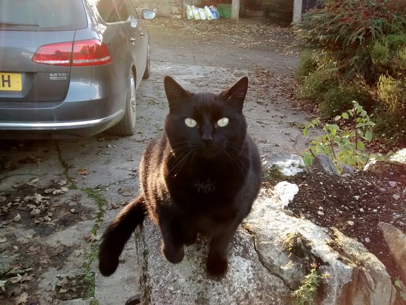 Black cat on the wall