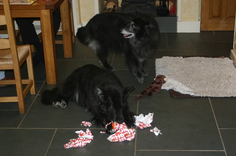 Black Belgian Shepherds at Xmas