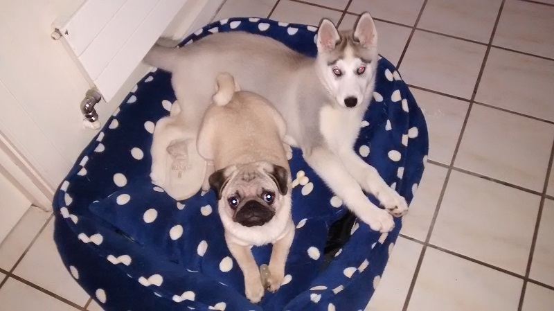 Luna and Darcy on their bed