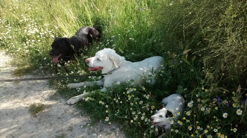 Luna, Eddie and Murphy