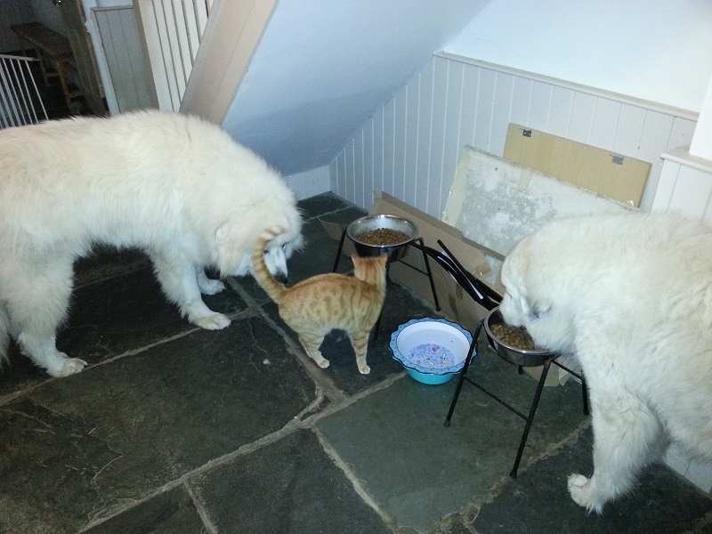 Yoric, Mischa and Macca Pacca sharing food