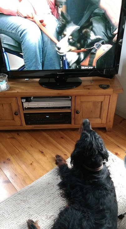 Hector watching the TV