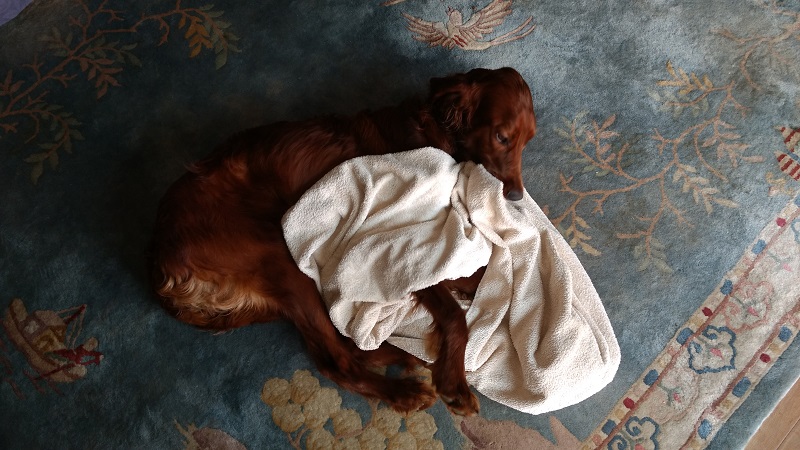 Rannoch and his towel