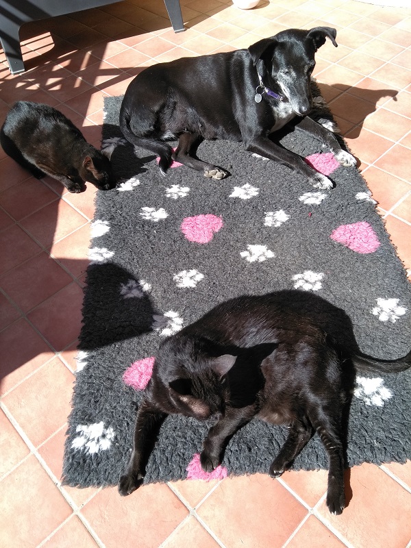 Hattie, Molly and Flo