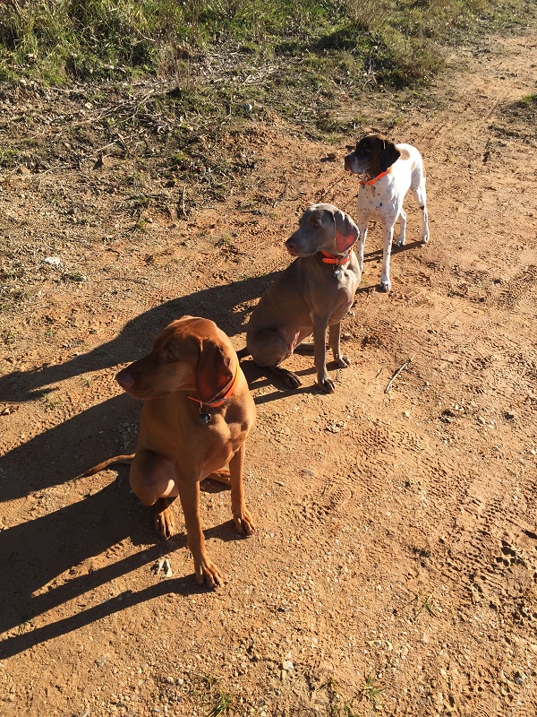 Livvy Coops and Theo